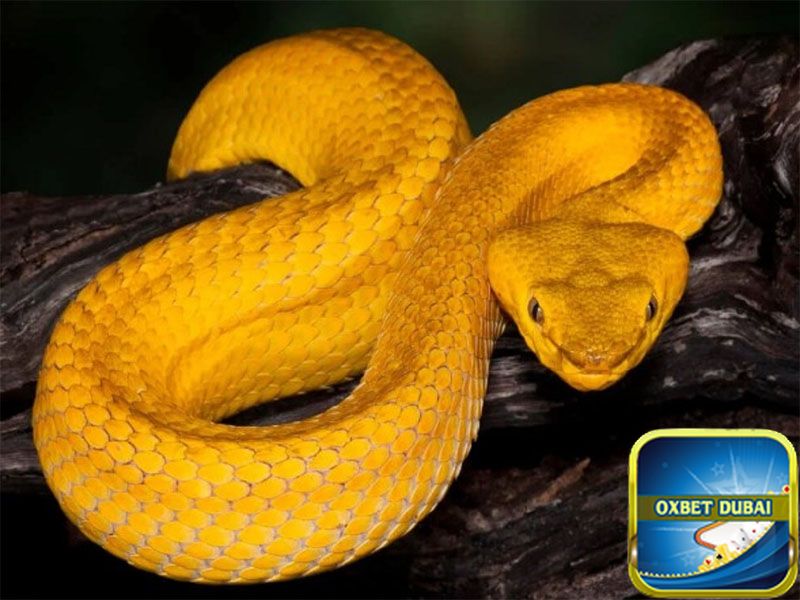 Chiêm bao thấy rắn vàng có điềm báo gì?